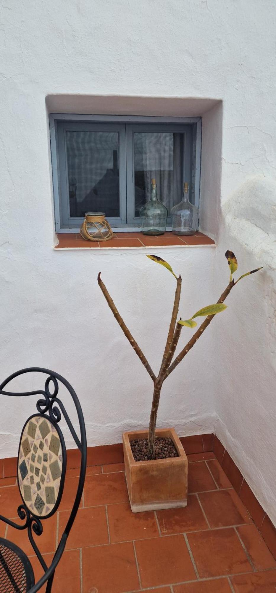 La Casa De Abuela Habitaciones Con Bano Compartido En El Casco Historico De Frigiliana "Solo Adultos" Esterno foto